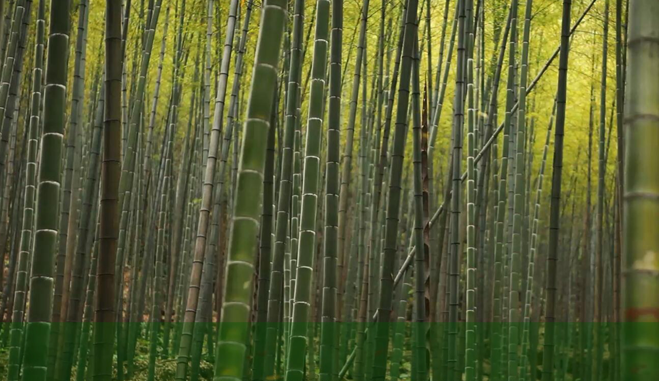 yd2333云顶电子游戏(中国)有限公司